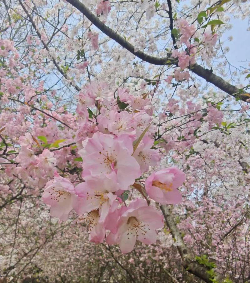 花信